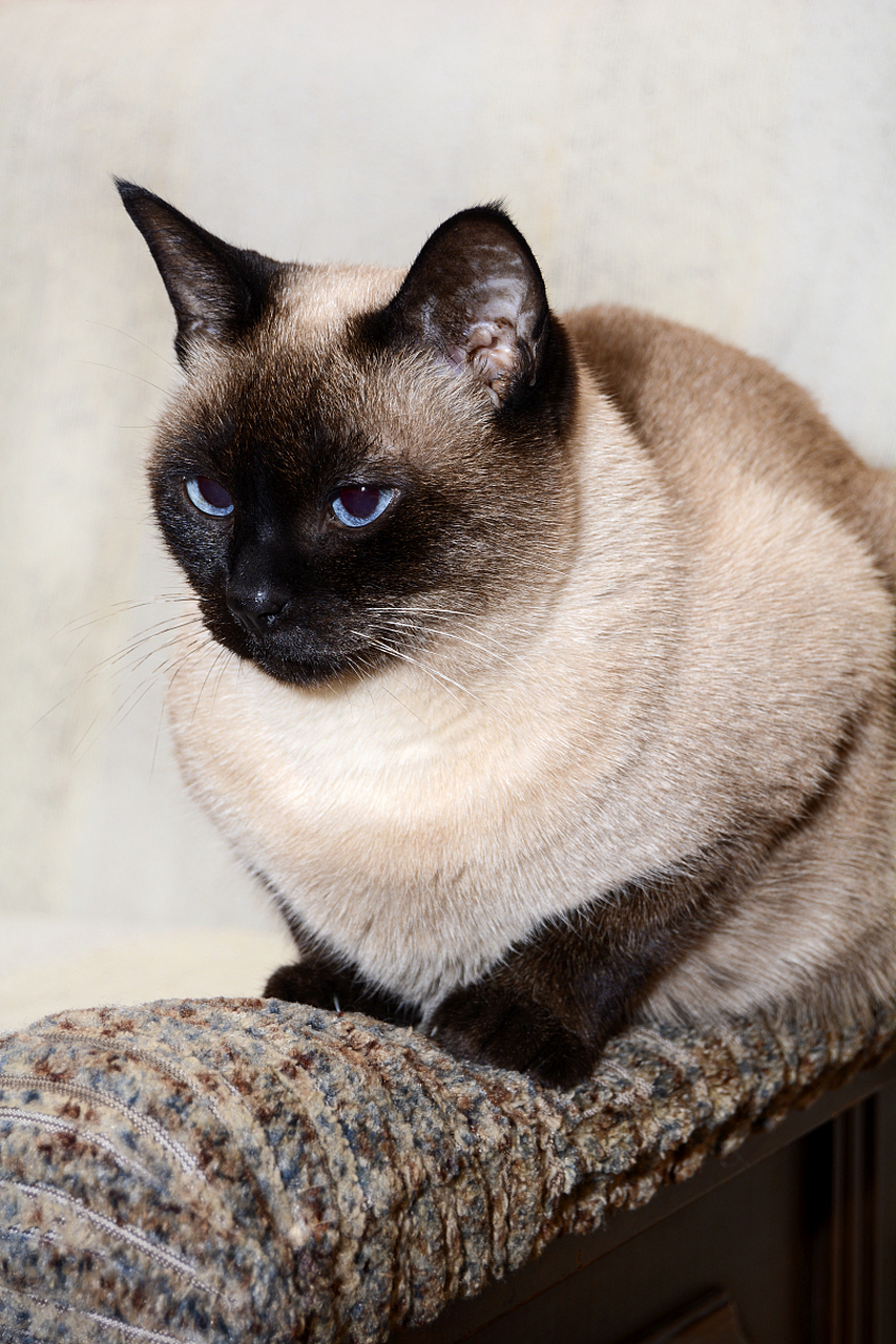 暹罗猫以其独特的外观和亲人的性格而闻名.