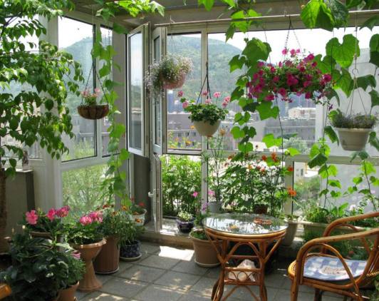 这是小编家封闭阳台打造的小花园,上面吊着的盆栽是云南的朋友送的