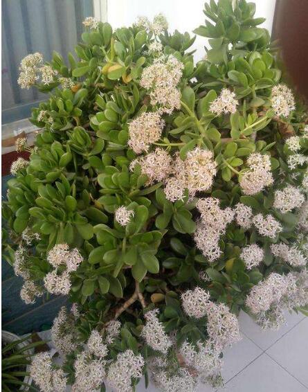 婆婆养了5年的玉树盆景,开花引围观,有人养10年也没过!