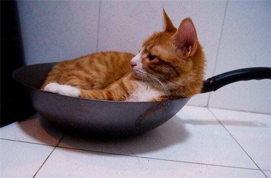 你听过吃狗肉的,但是为何没有吃猫肉的,老祖宗早已告诉我们答案