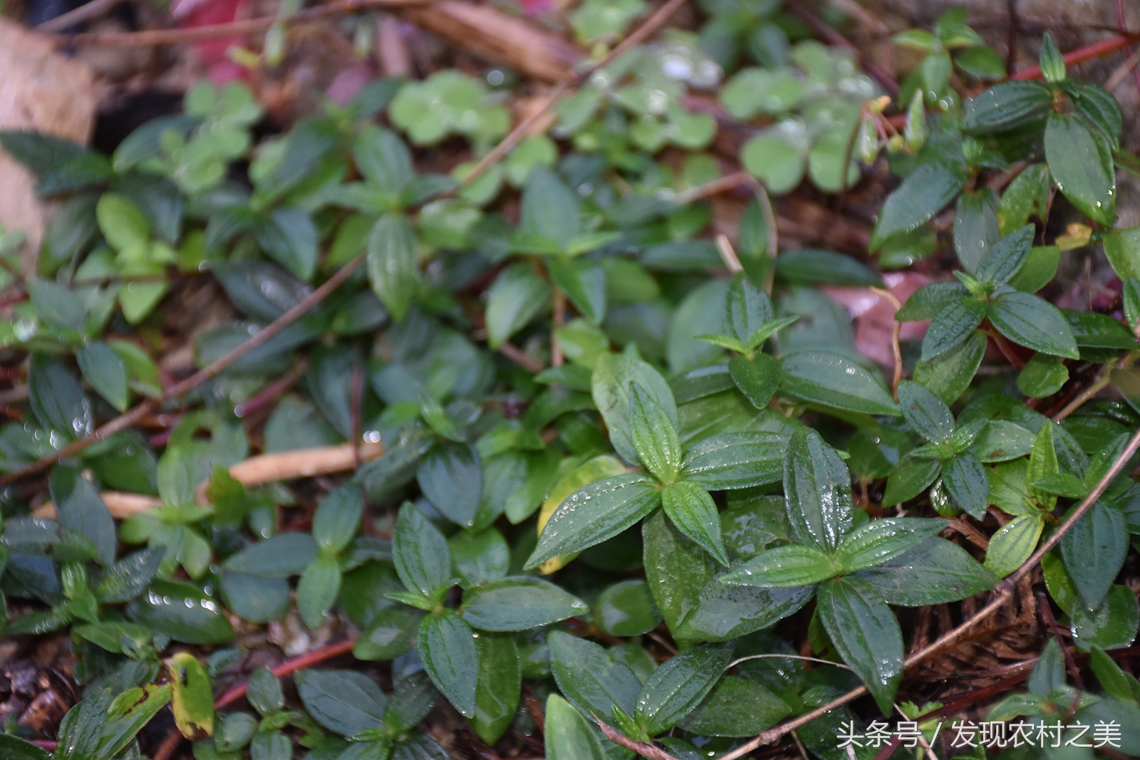 农村这种草野跟糯米没有关系,却叫"糯米藤",药用价值也很高!