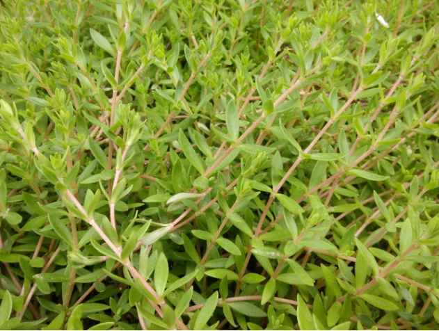 农村这植物,会开五星状的黄色花朵,有着清热和解毒的功效