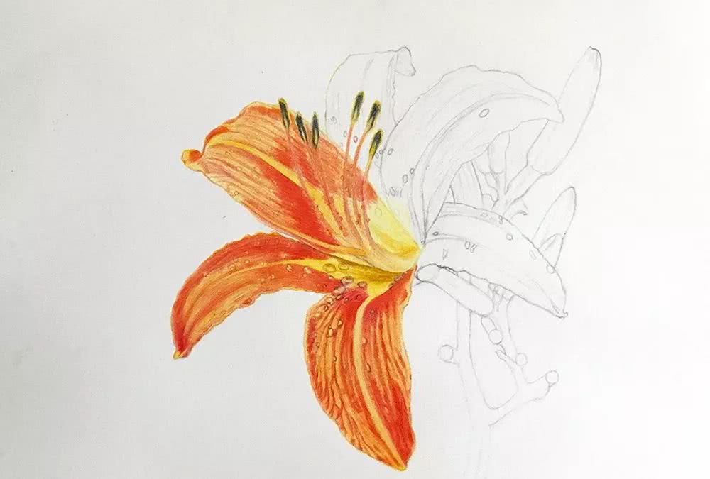 彩铅画《忘忧草》手绘过程分享