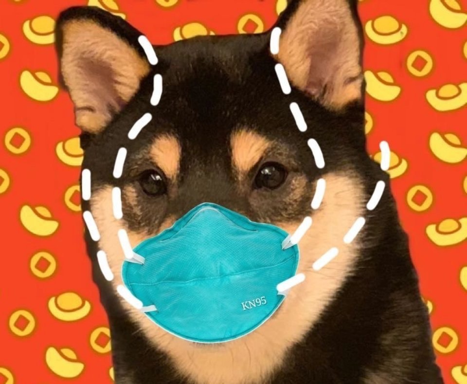 疫情期间狗狗要不要戴口罩,听听执业兽医的意见