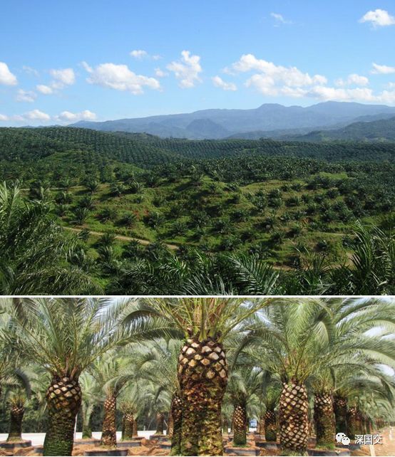 沙巴最主要的经济作物--棕榈树
