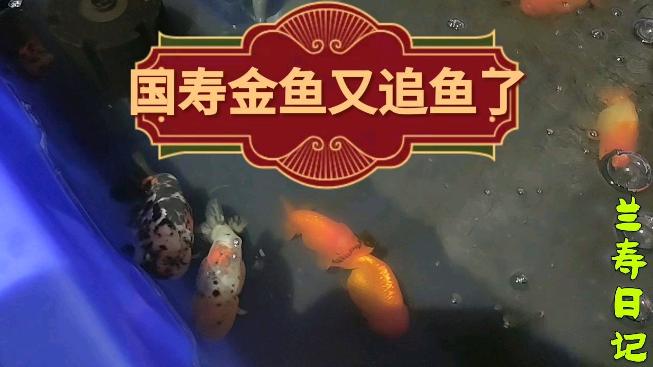 国寿金鱼又追鱼了
