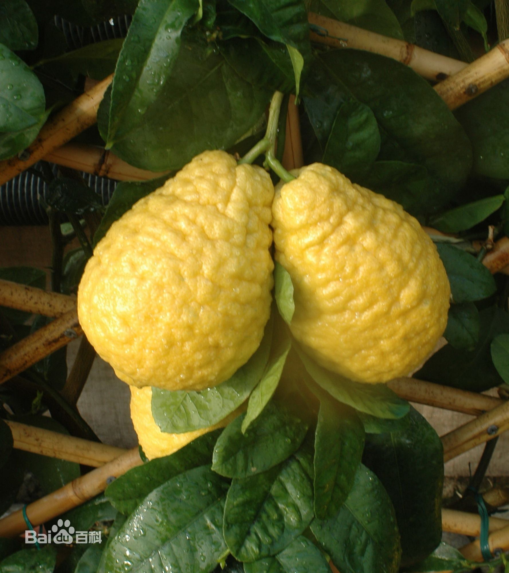 庭院中栽培无花果,没办法赏花却可以尝鲜,但栽培要管好这些事项