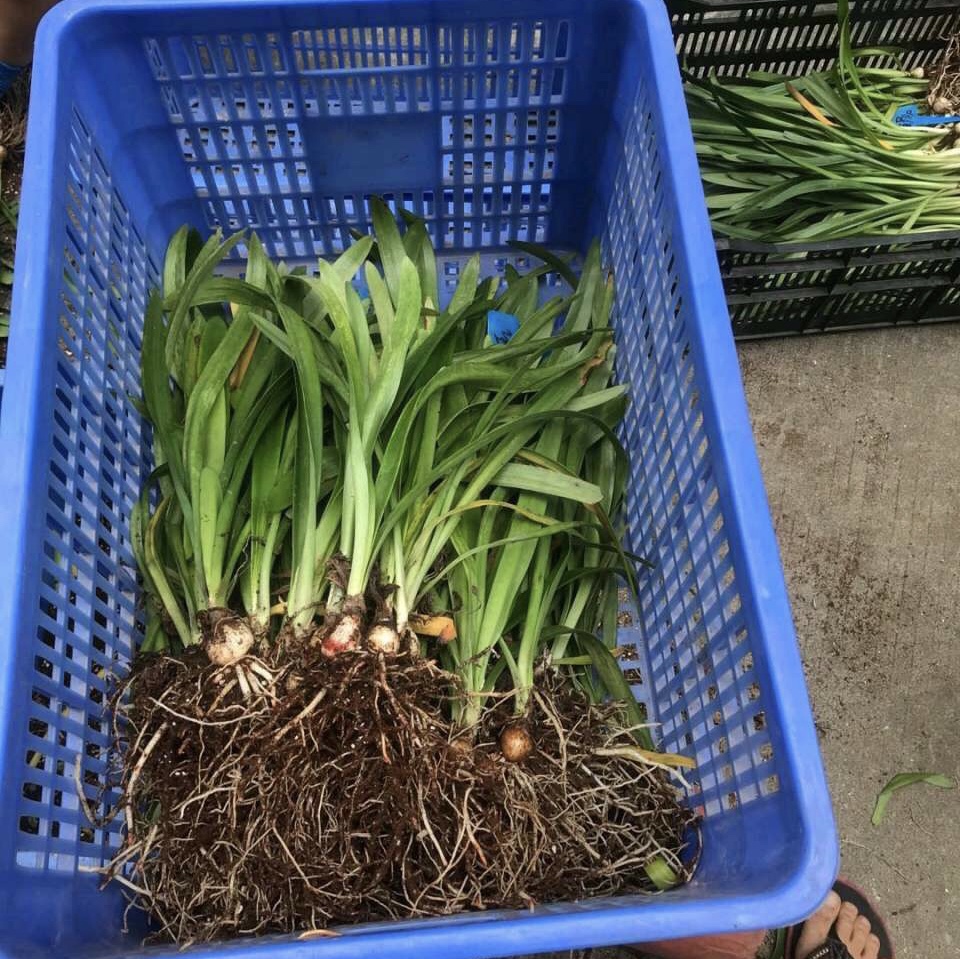 养了2年的朱顶红,满盆"大白根",分株变成500棵,太多了