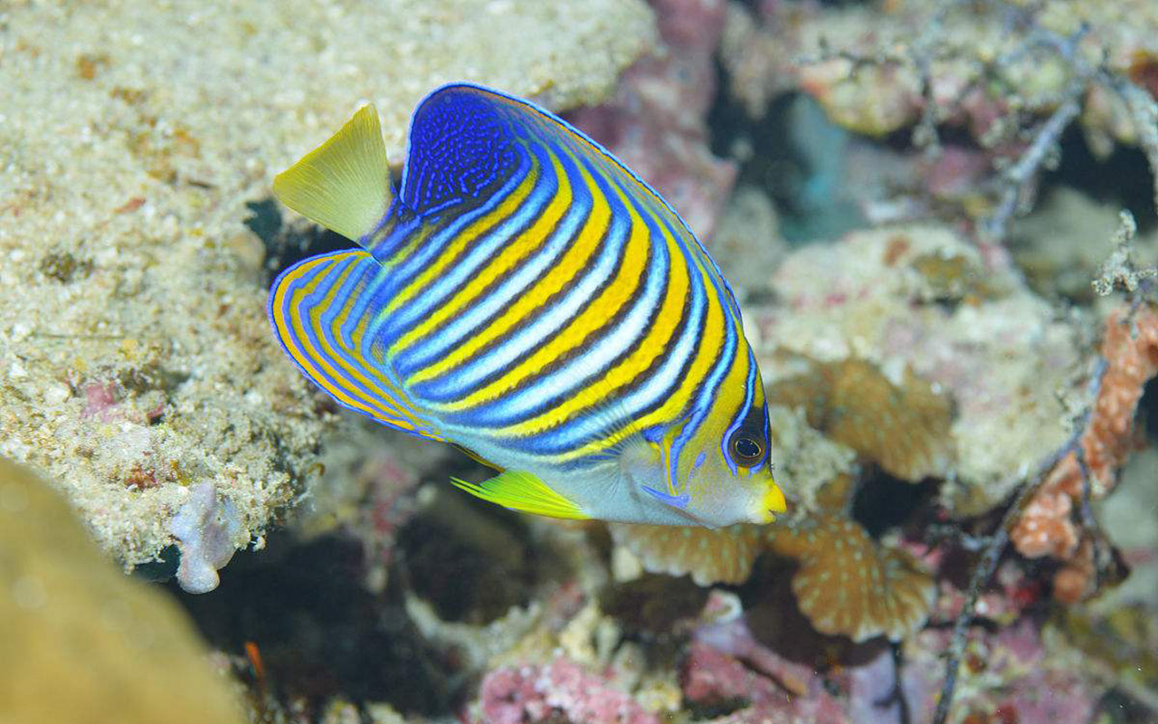 热带观赏鱼 - 热门商品专区