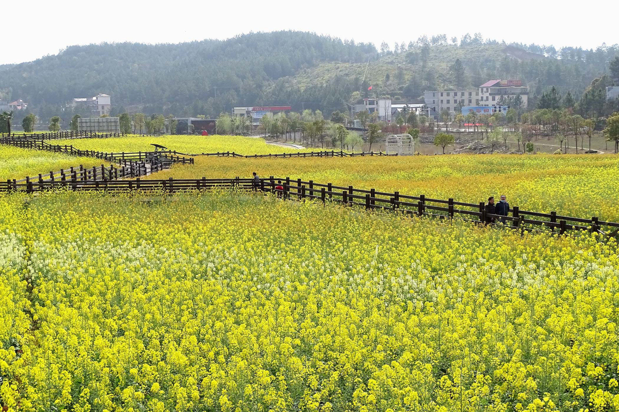 江西井冈山麓美丽花海醉游人