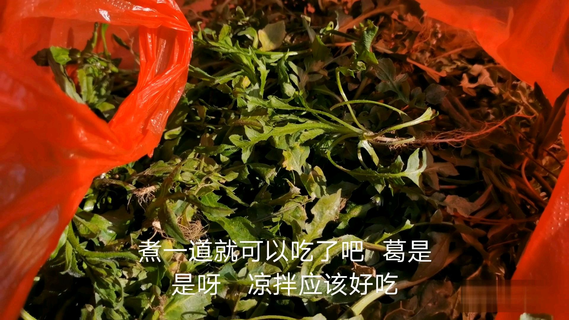 丁丁一家去地里挖野菜,两岁多的小孩都抢着挖,看着就想吃