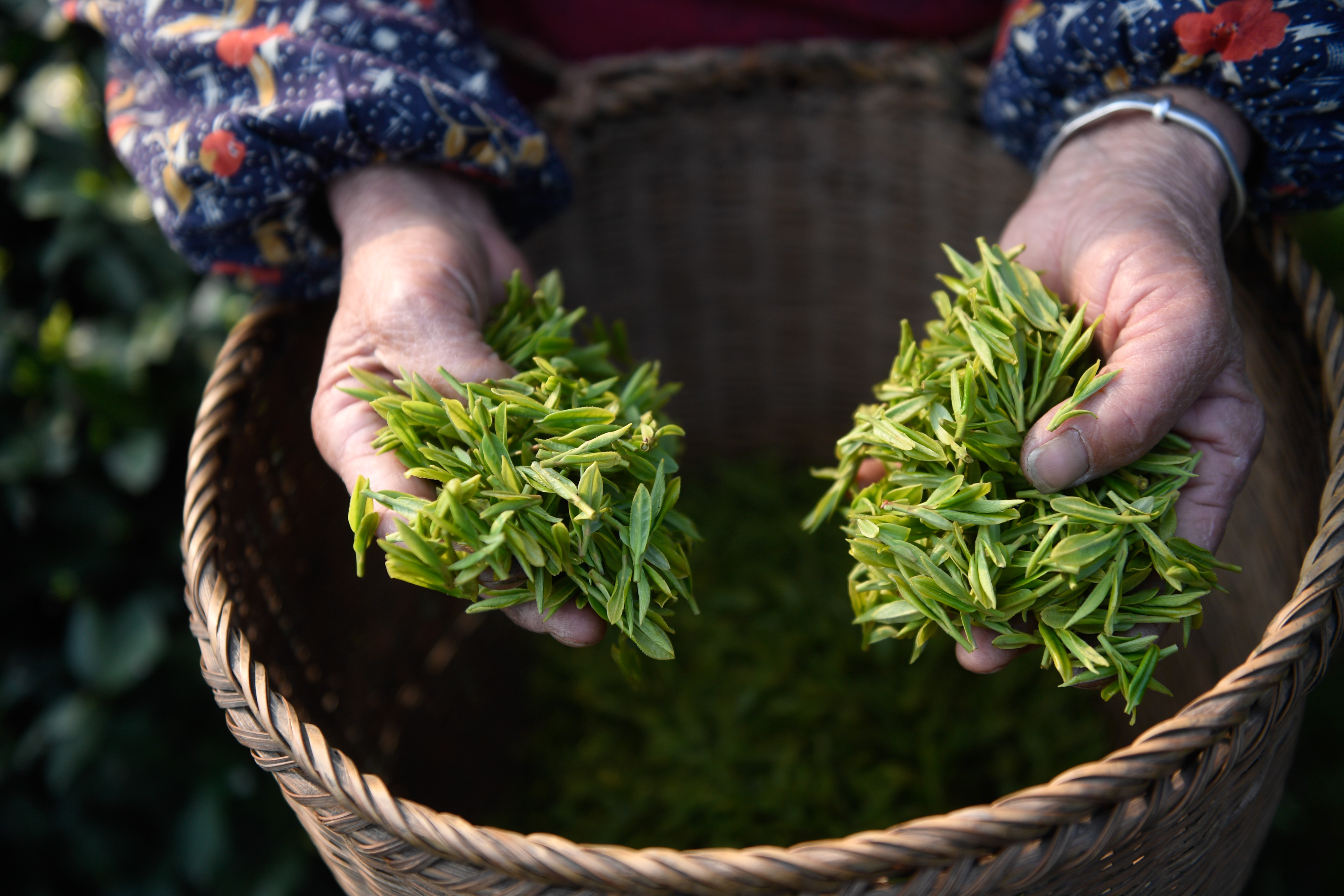 杭州,2019年3月20日    杭州西湖龙井春茶开采    3月20日,采茶工在