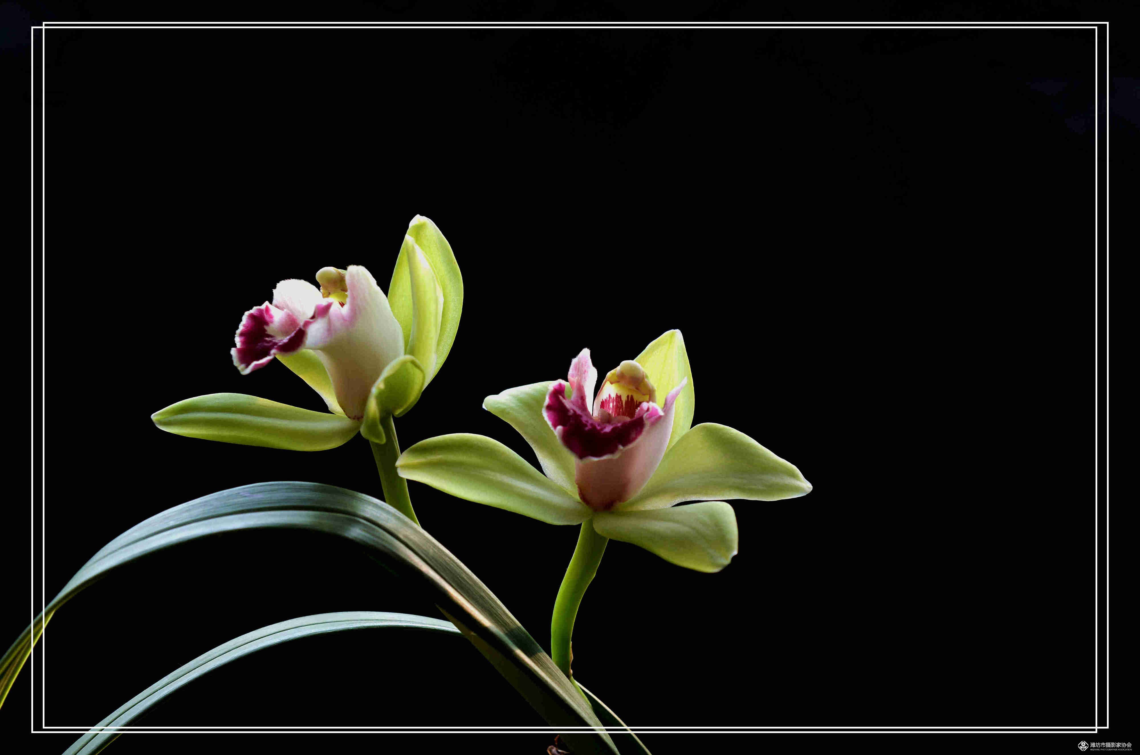 盘点一下不适合养在室内的花,兰花上榜!