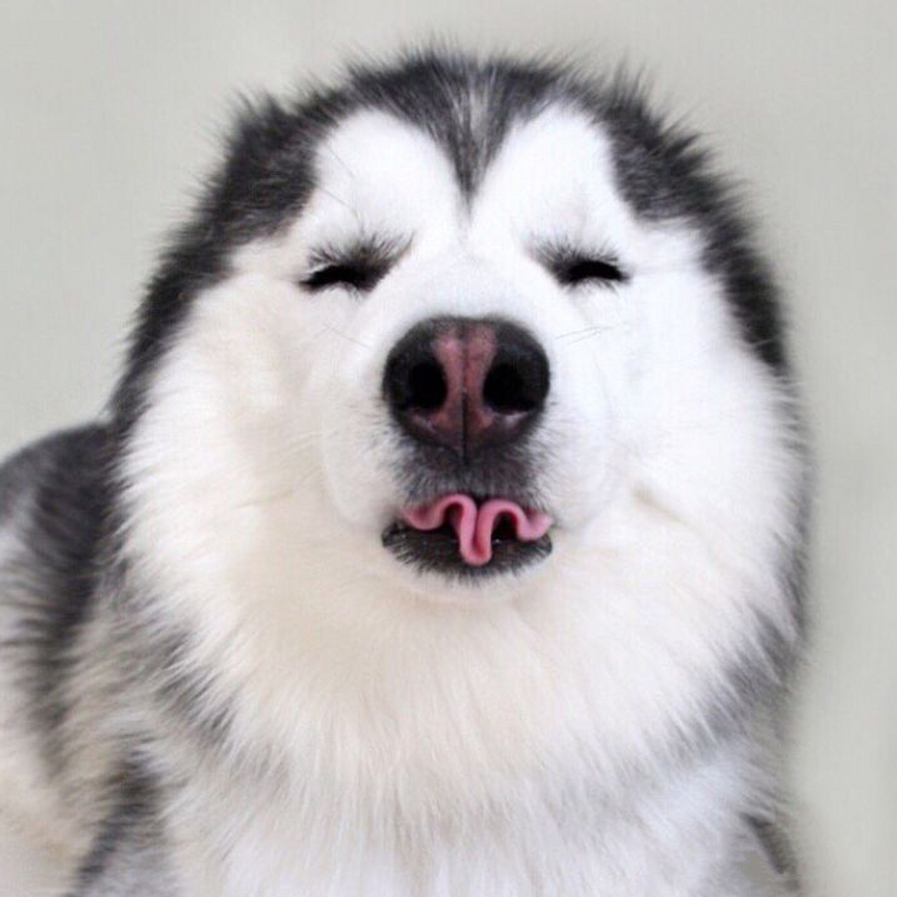 萌宠集中营# 汪星人吐出舌头,我就是全世界最可爱的崽儿!