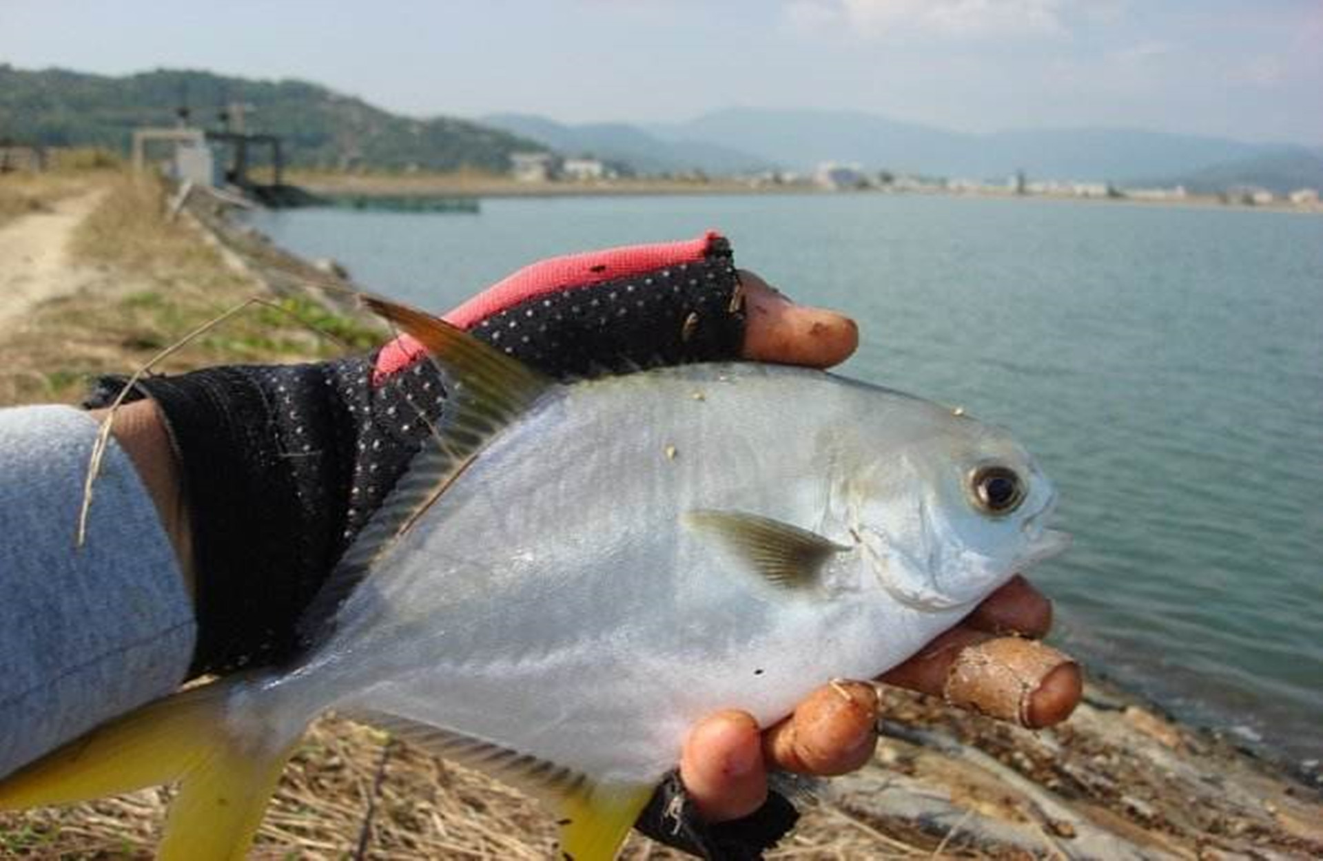 红烧鲳鱼想想就美味,买的不如钓的好吃,快来学几招