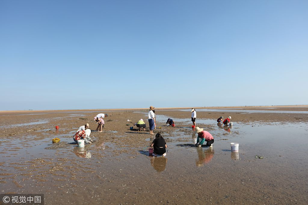 山东日照市民游客金沙滩扒蛤蜊抓蛏子 享受赶海乐趣