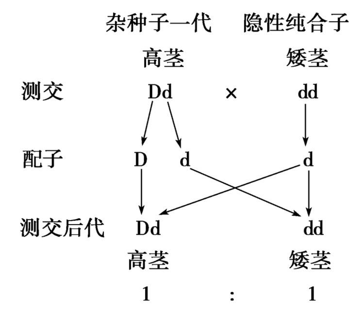 孟德尔自交遗传图解图片