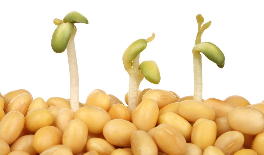 圆圆谈论农业:日常怎样种植大豆才可以丰产?种植大豆
