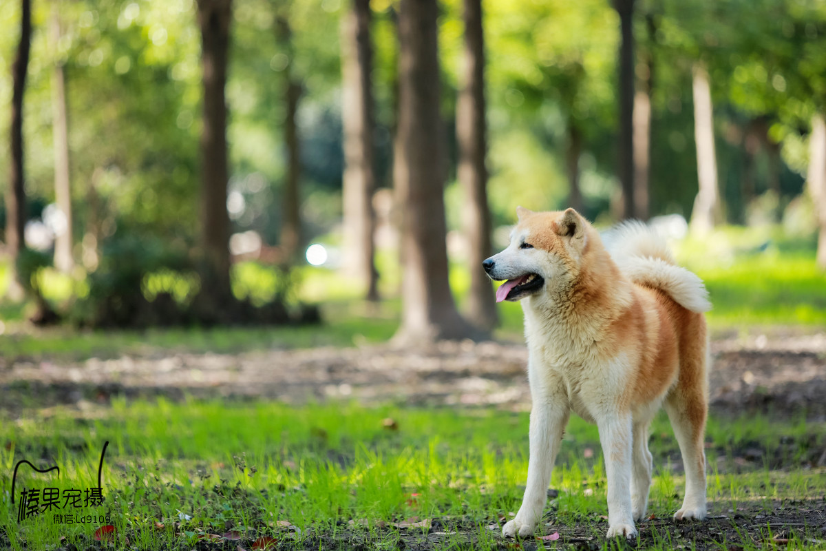 秋田犬是日本家庭宠物犬也是最大的狐狸犬种