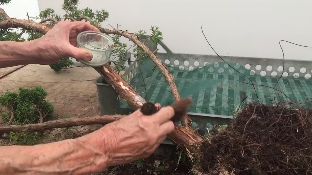 大叔做盆景:巧用无用之材做一本丛林