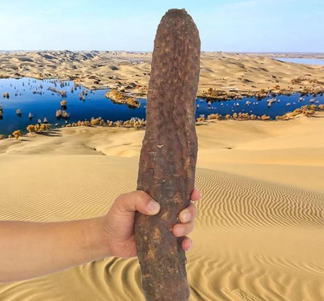 "它"是大漠里的一朵奇葩,虽负盛名,却已走向濒危!