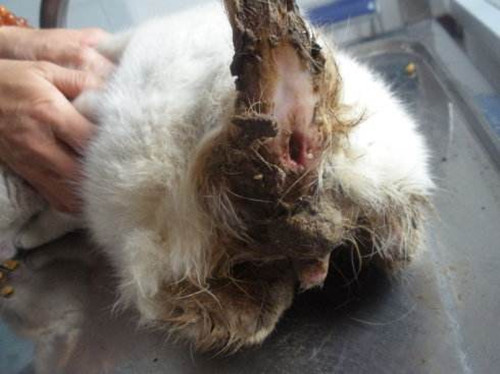 喵分享:猫坐在猫砂上拉不出来,7个月猫拉不出来怎么办