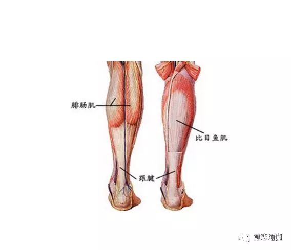 今天咱们聊一聊阿基里斯腱