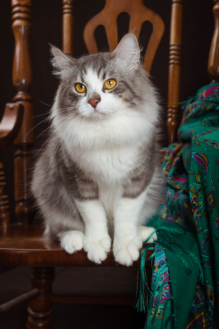 美国卷耳猫:独特魅力的温顺宠物  作为一种相对较新的猫品种,美国卷耳