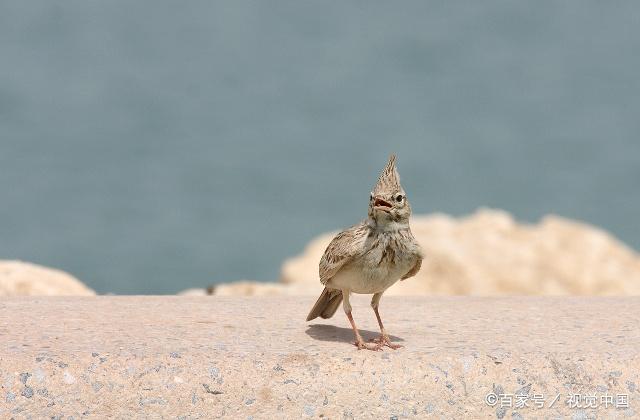 雲雀與芙蓉鳥應該要怎麼選擇?該如何飼養?快來學習一下吧!