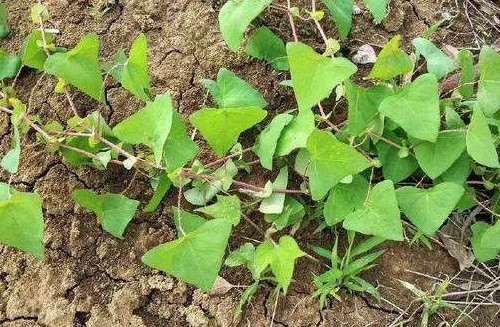 这个野草,浑身长刺,果子和叶子都能吃,可治咳嗽