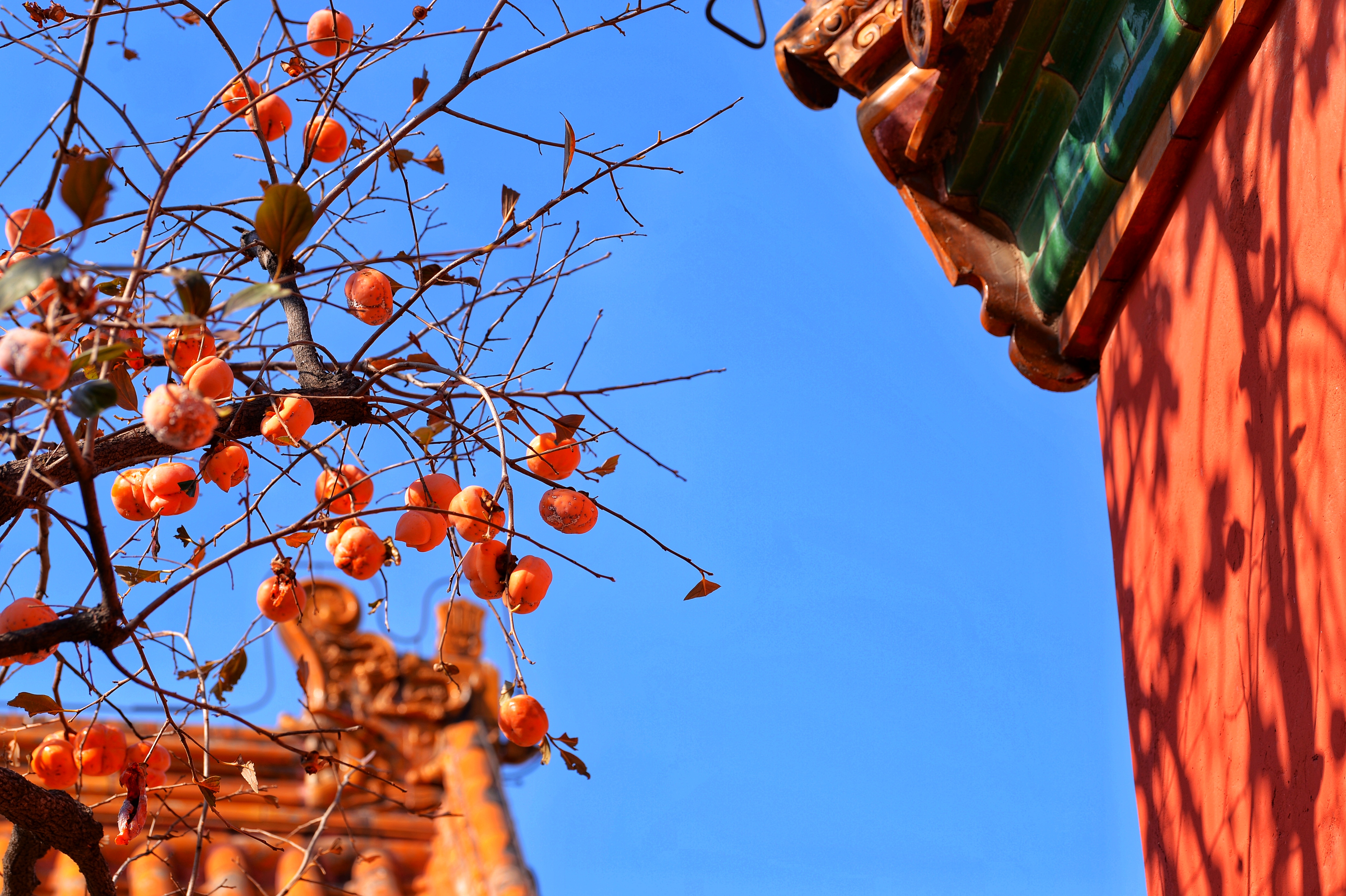 北京故宫里的柿子熟了,红墙黄瓦相衬得美轮美奂