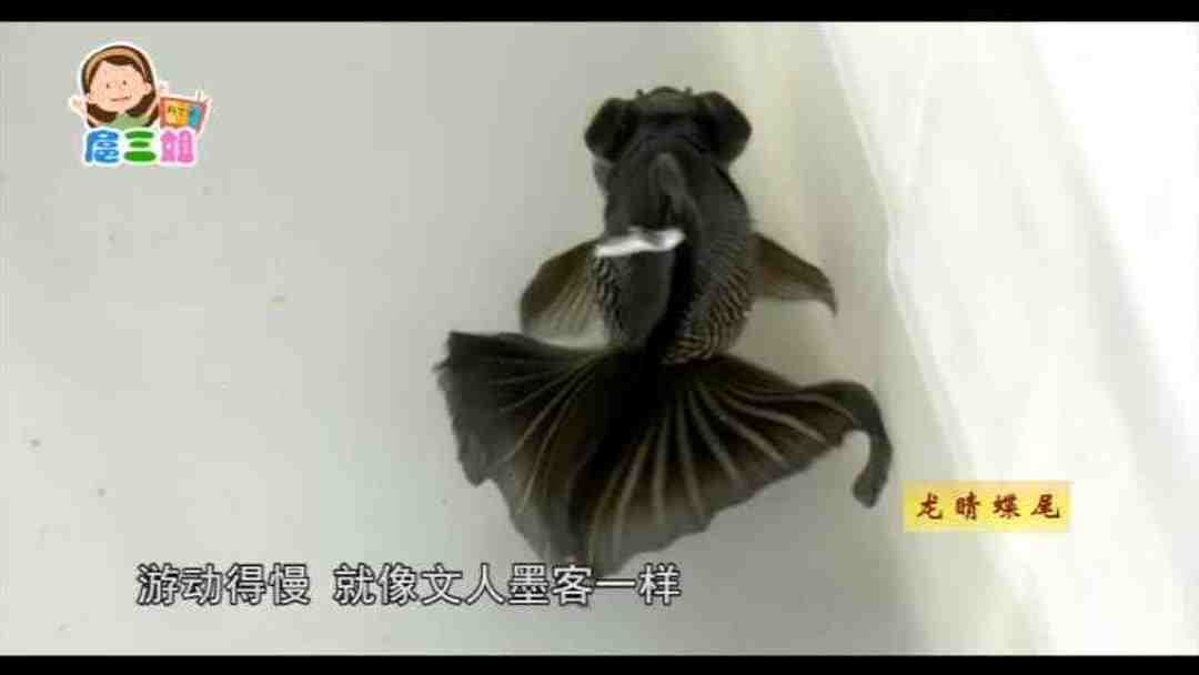 美丽的金鱼有数百个品种,你认识几个?——金鱼的华丽变身