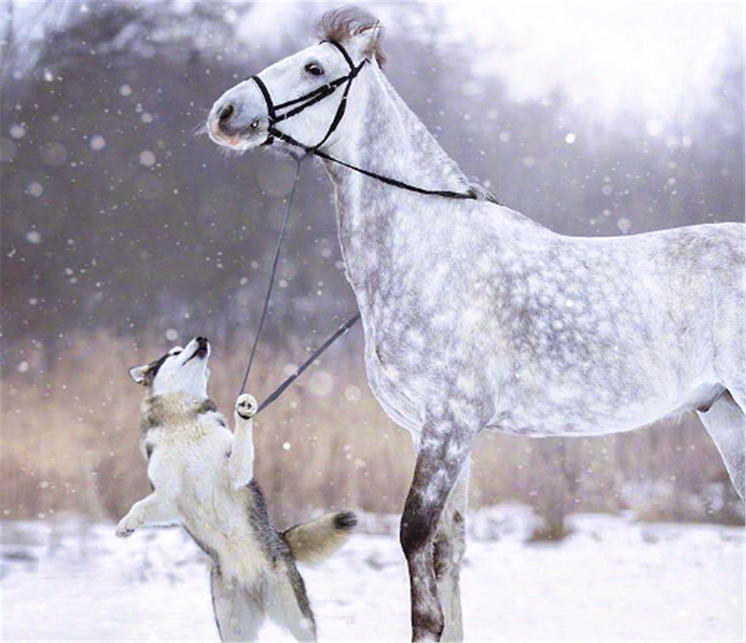 哈士奇与马白雪中的美照!