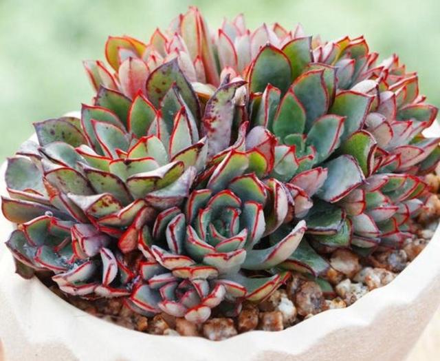 叶片扁扁的,到了冬天会变色,多肉里的"灰姑娘",养起来真简单