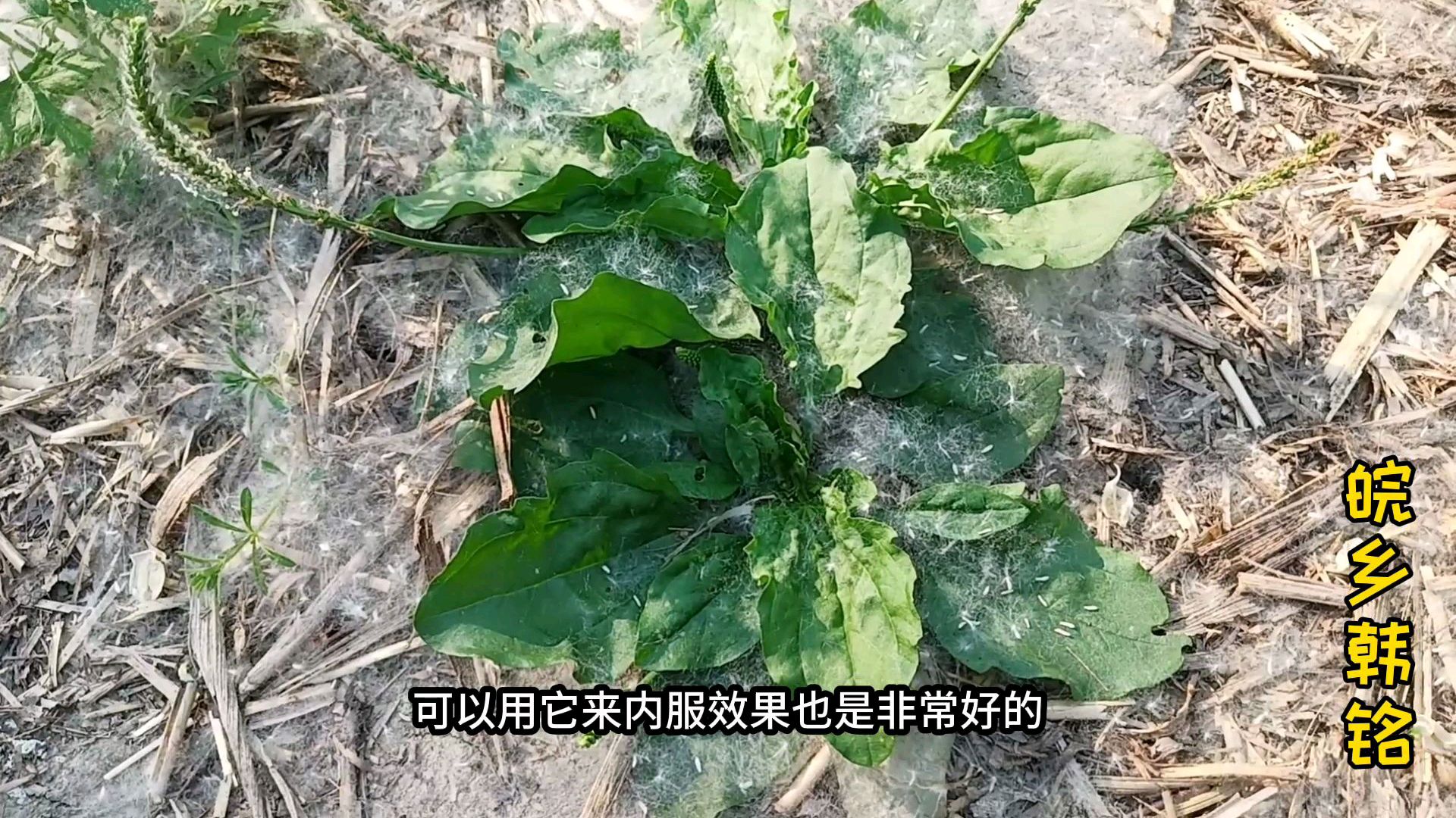 农村这些草可以治疗某些疾病,遇见了一定要采摘点回家!