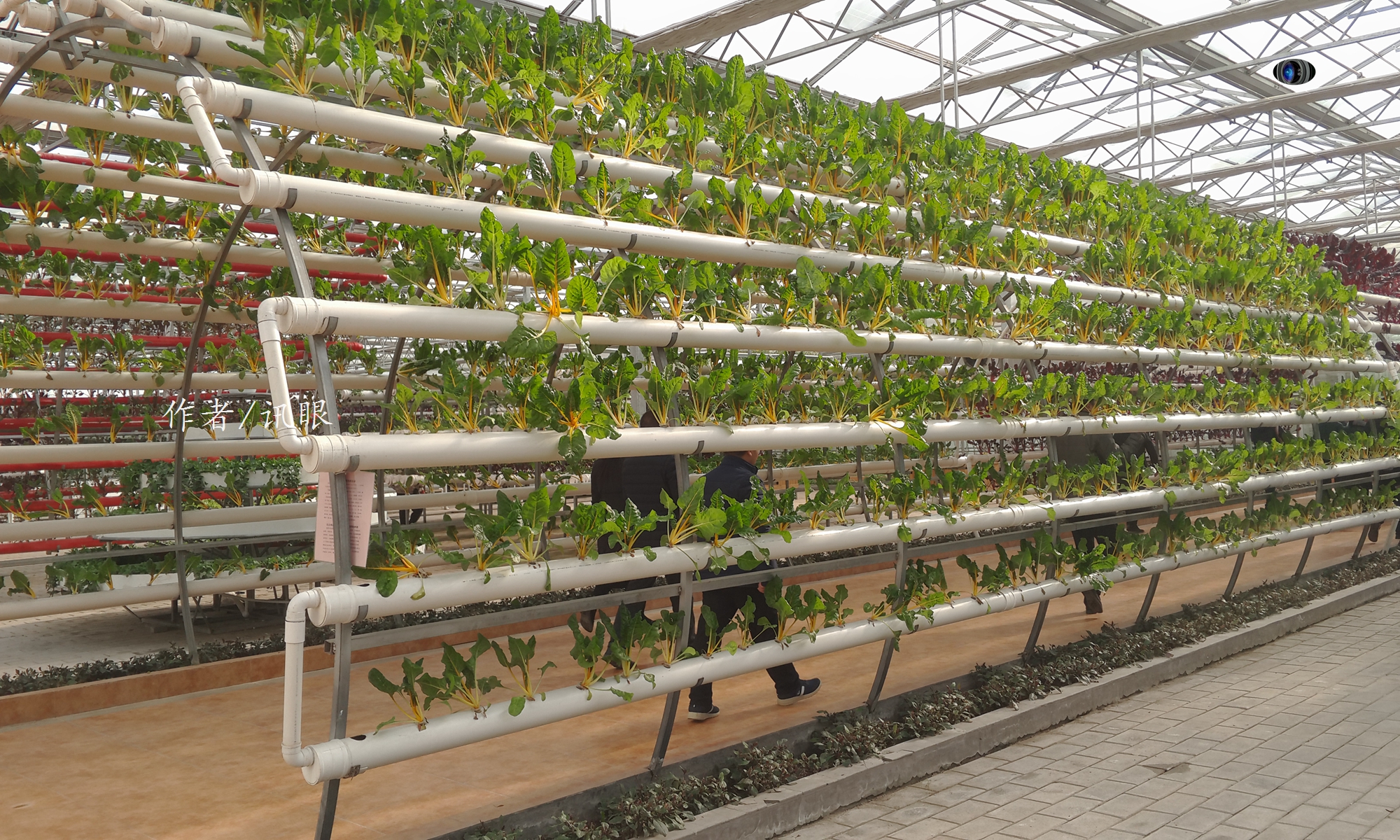 废旧的下水管道不要再扔了,这样种出的有机蔬菜会让你"眼馋"