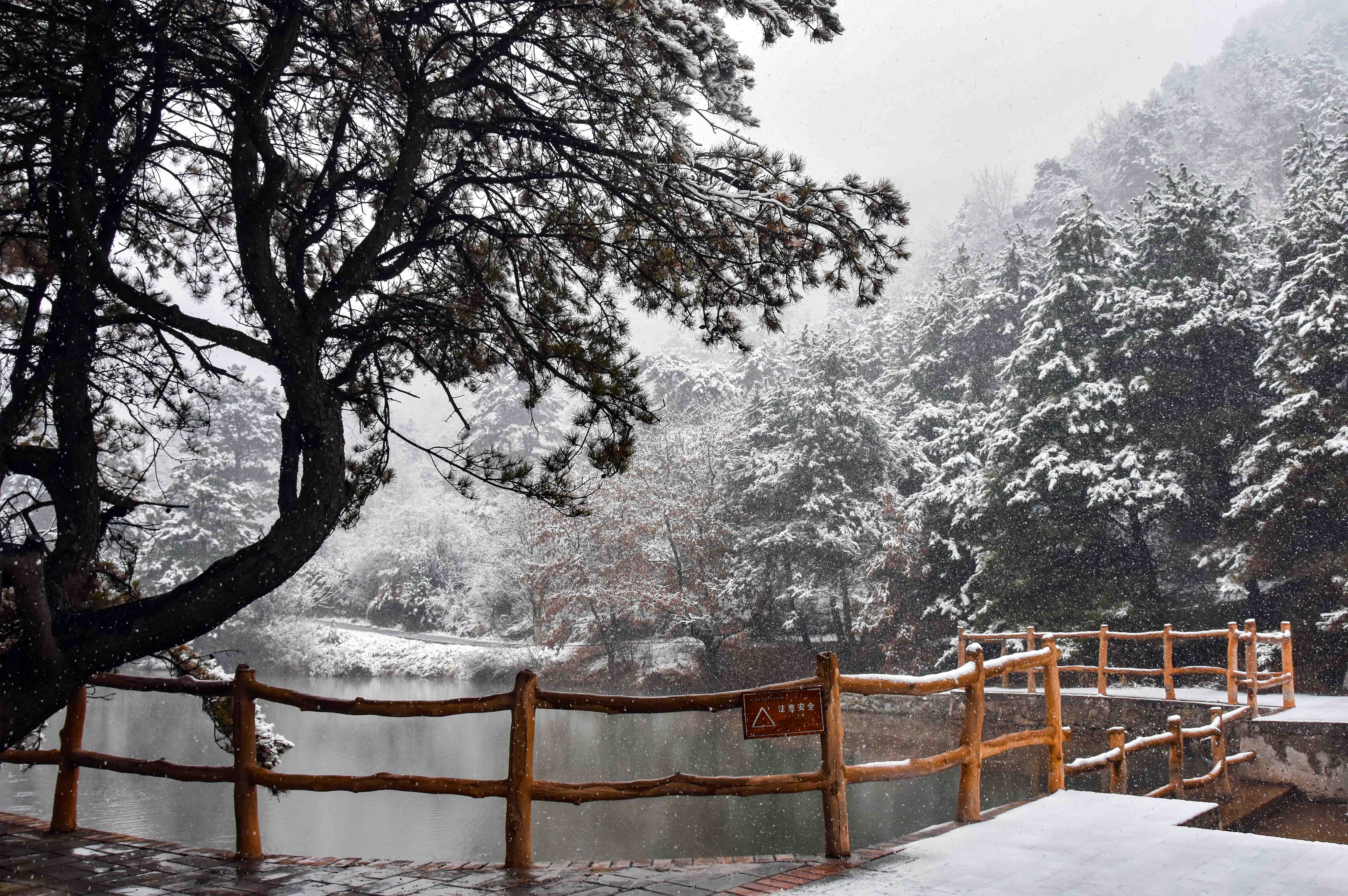 陕西黄陵国家森林公园