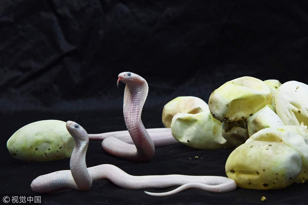 白化王蛇成体图片