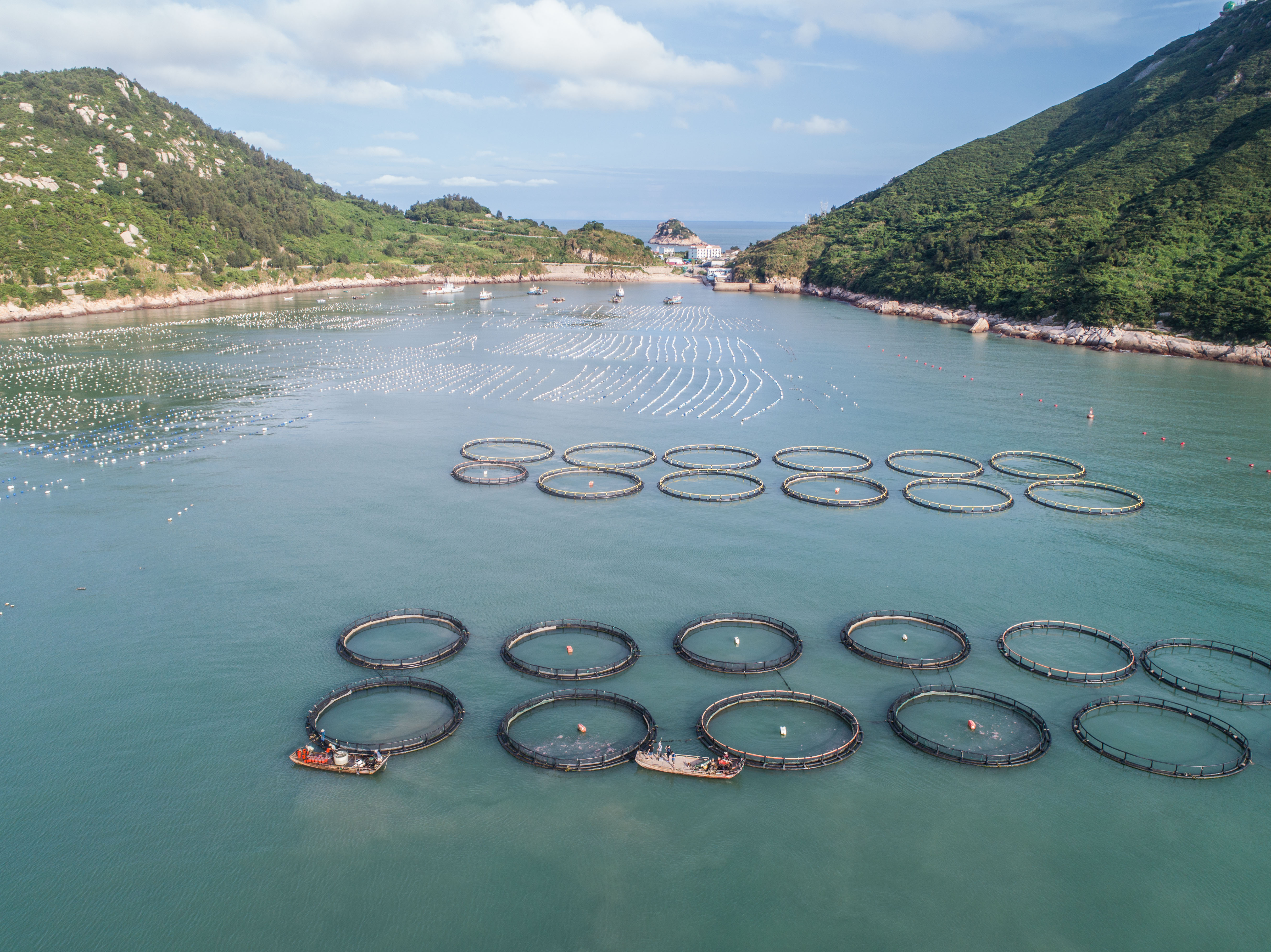 东海"海上牧场"迎丰收(6)
