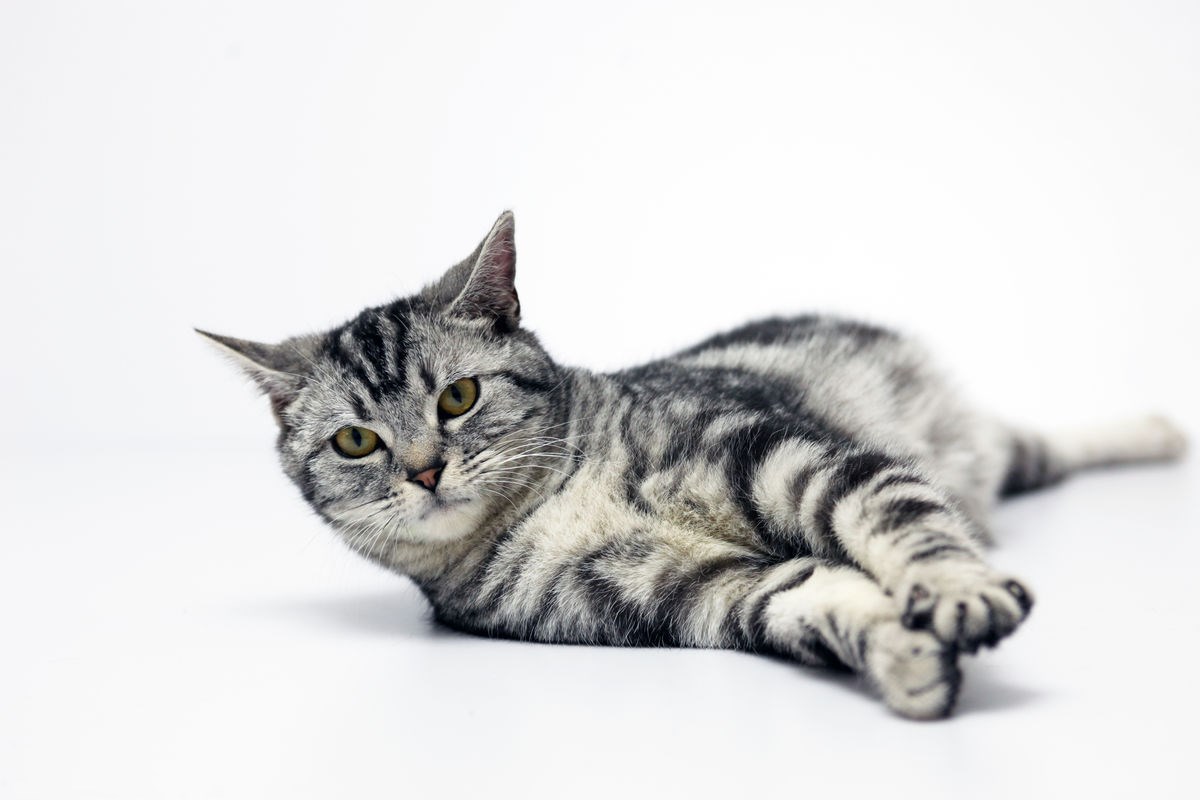 虎斑猫:体表极其像老虎的猫,你对它了解多少呢?