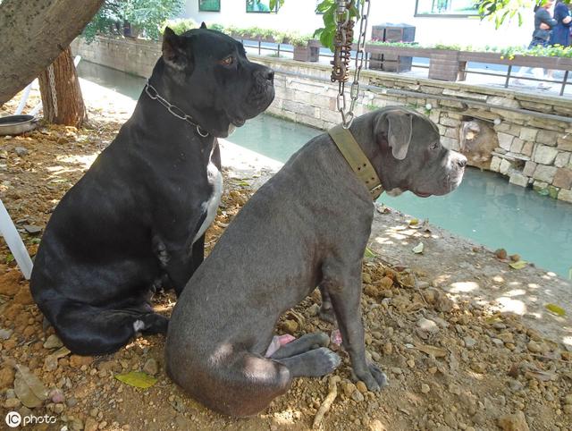 卡斯罗犬为什么要裁耳,要这么裁耳?