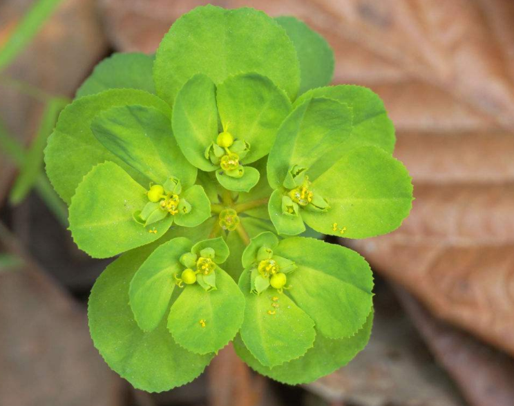 农村这种"五灯草",价值很是珍贵,但汁液有毒性,农民请小心