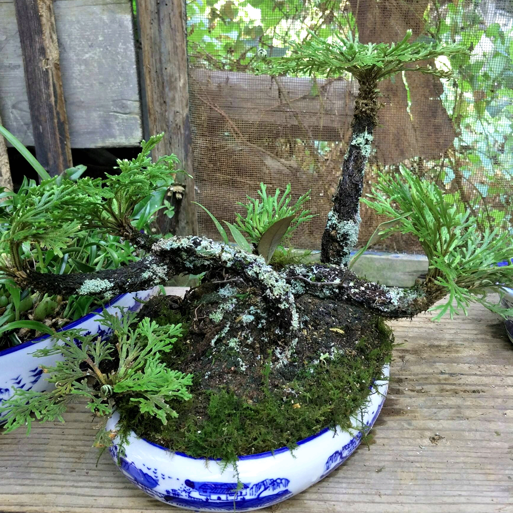 农村一种植物,酷似柏树,人称"卷柏",盆栽容易活,做盆景漂亮