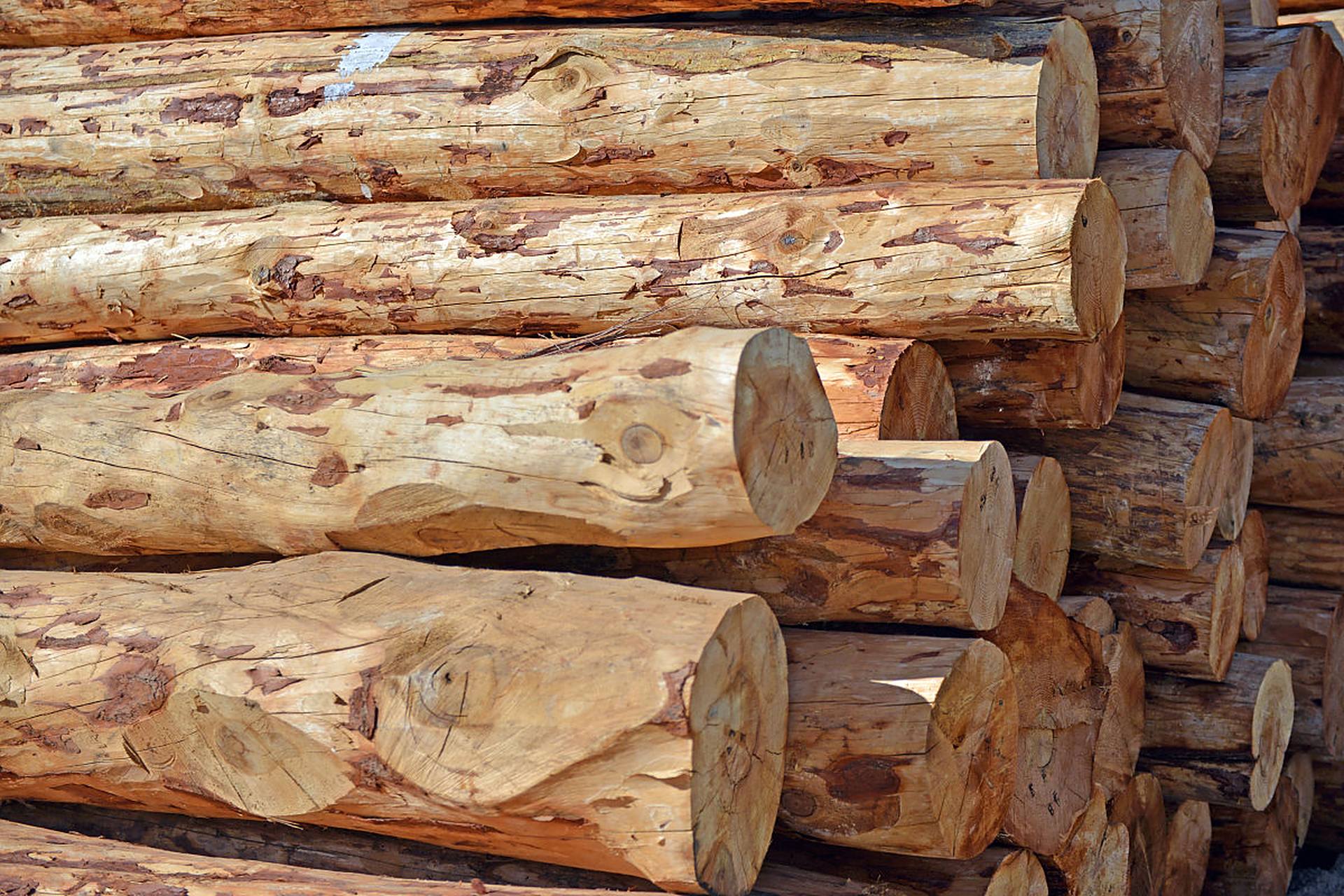 俄罗斯樟子松:优缺点一网打尽!