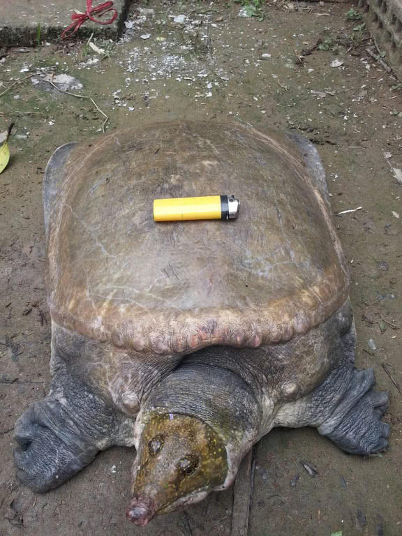 女商贩收购一只55公斤的野生甲鱼,现已3万元的价格卖出