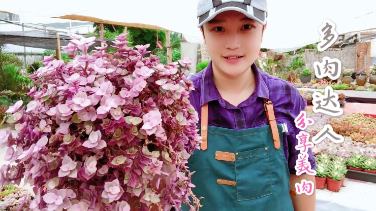 多肉花盆里长野草该如何处理?香槟肉肉叶片好肥厚真想咬一口!