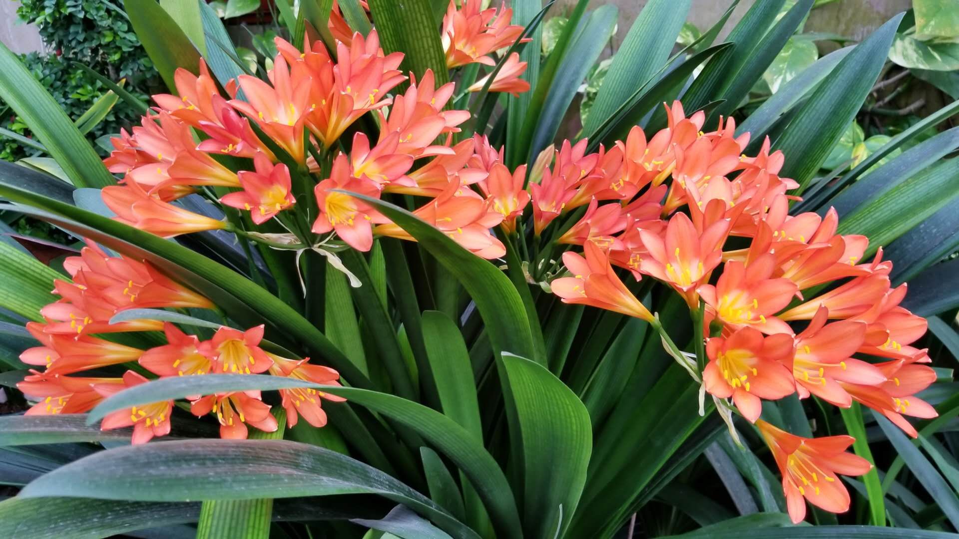 老派君子兰欣赏——大胜利群兰