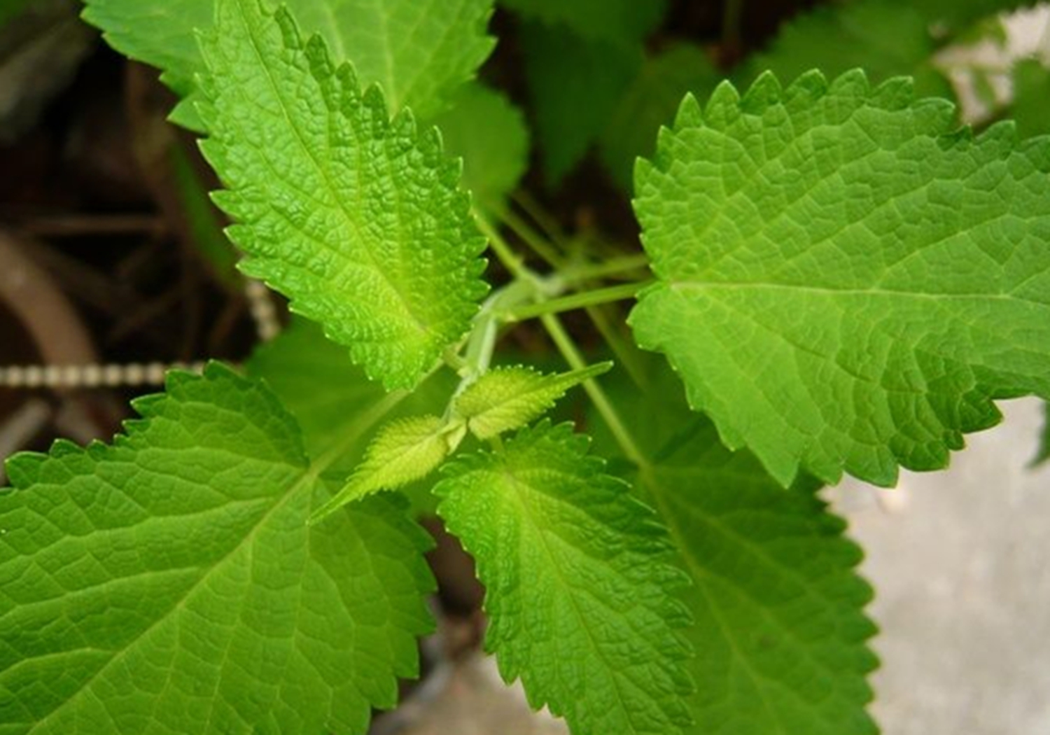 排香草 - 热门商品专区