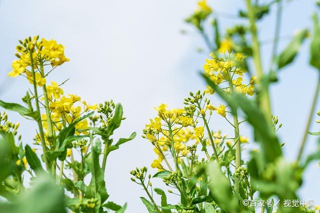 芜菁叶图片