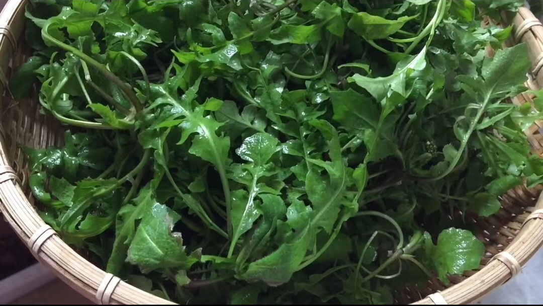 春天的荠菜正当季,做个荠菜饺子,新鲜又美味